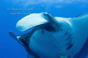 Mantaray looking me, Socorro Mexico by Alejandro Topete 